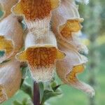 Digitalis ferruginea Blüte