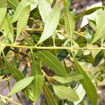 Morella cerifera Hoja