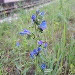 Echium vulgareBlüte