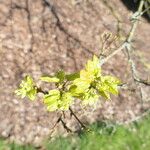 Acer × coriaceum Hoja