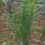 Austrocylindropuntia subulata Habitus