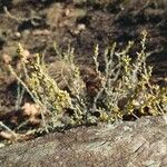 Artemisia herba-alba ശീലം