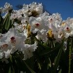 Rhododendron × geraldii Flower