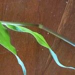 Eriochloa meyeriana Leaf