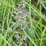 Poa pratensis Flower