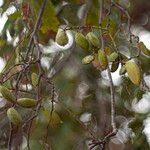 Pongamia pinnata Frucht