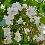 Catalpa speciosa फूल