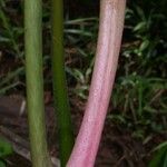 Philodendron brevispathum Cortiza