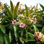 Cerbera manghas Blüte