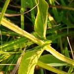 Scrophularia oblongifolia বাকল