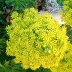 Aeonium undulatum Kvet