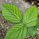 Rubus pruinosus পাতা