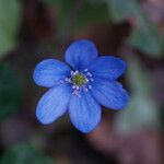 Hepatica nobilis Flower