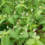 Lonicera tatarica 花