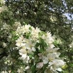 Malus spectabilis Квітка