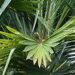 Livistona australis Likasa
