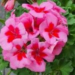 Pelargonium inquinans 花