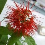 Combretum constrictum Flower
