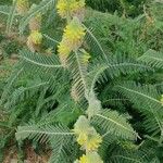 Astragalus alopecurus Цветок