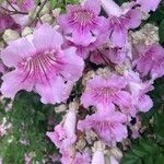Podranea ricasoliana 花