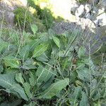 Brassica insularis Habit