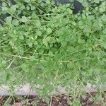 Stellaria apetala পাতা