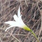 Zephyranthes mesochloa Flor