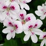 Pelargonium graveolens Прочее