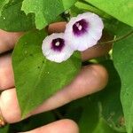 Ipomoea trifida Flower