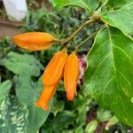 Juanulloa mexicana Flor