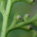 Asplenium theciferum Листок