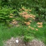 Rhododendron austrinum Hábito