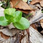 Veronica beccabunga Leaf