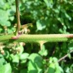 Rubus andegavensis Bark