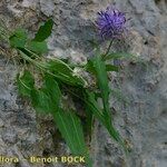 Phyteuma charmelii Hábito