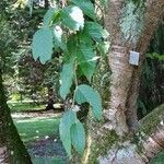 Betula grossa Feuille