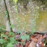 Linaria simplex Habit