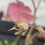 Phacelia campanularia Gyümölcs