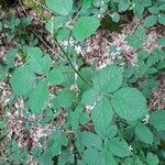 Rubus vestitus Frunză