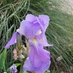 Iris pallidaFloare