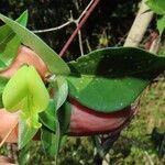 Macrotyloma axillare Flower