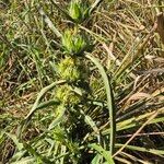 Hygrophila auriculata Ffrwyth