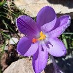 Crocus corsicusFlower