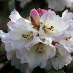 Rhododendron irroratum Flower