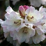 Rhododendron irroratum Λουλούδι