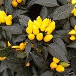 Capsicum annuum 形態