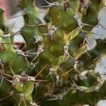 Euphorbia lenewtonii Blatt