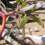 Sesuvium portulacastrum Leaf