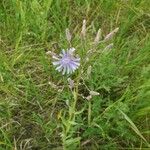 Lactuca graminifolia Blomst