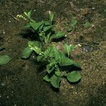 Microtea debilis Habitus